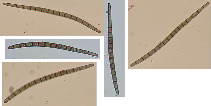 Trichoglossum hirsutum